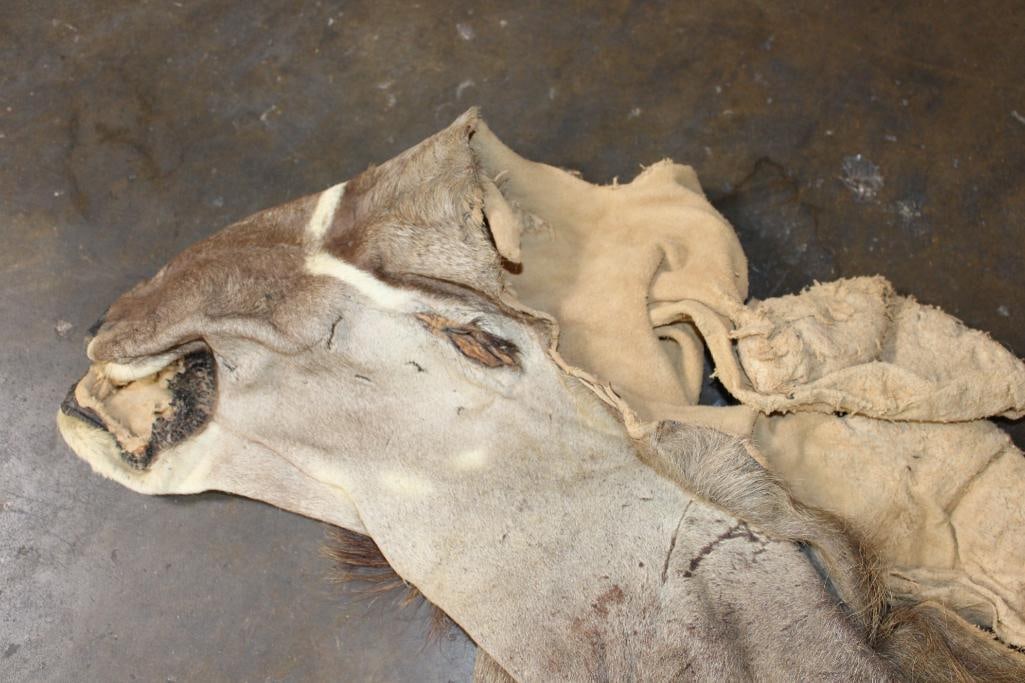 KUDU Cape for a Taxidermy Shoulder Mount - 5