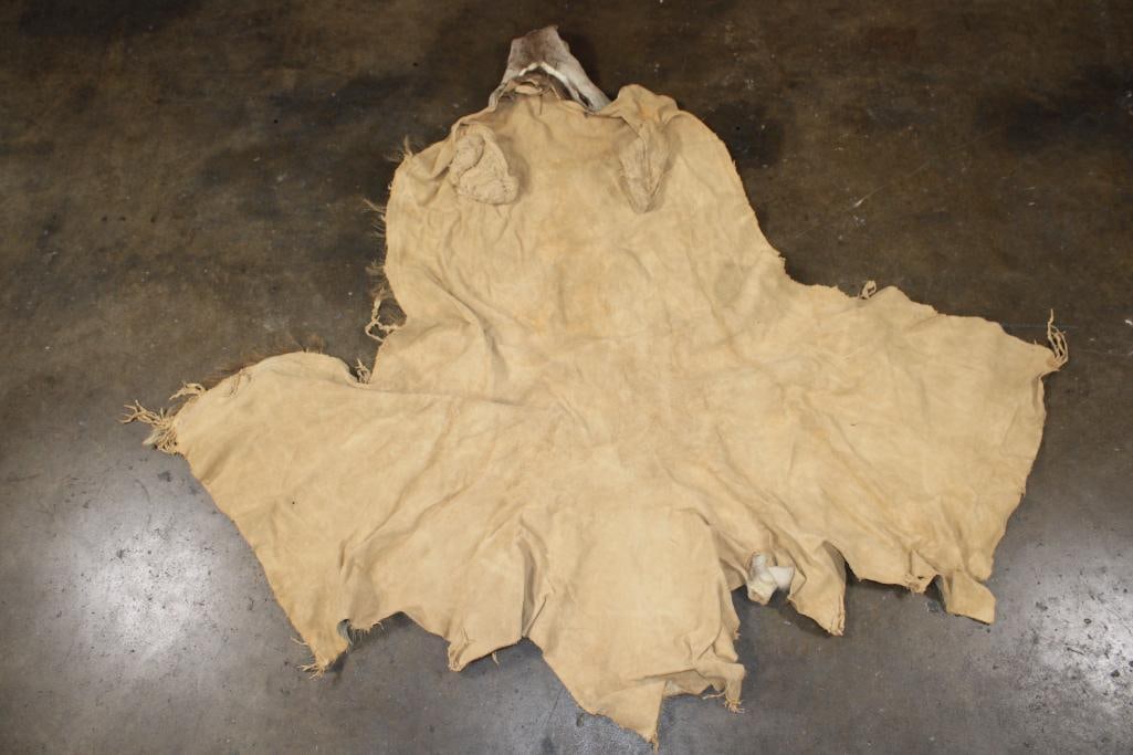 KUDU Cape for a Taxidermy Shoulder Mount - 6