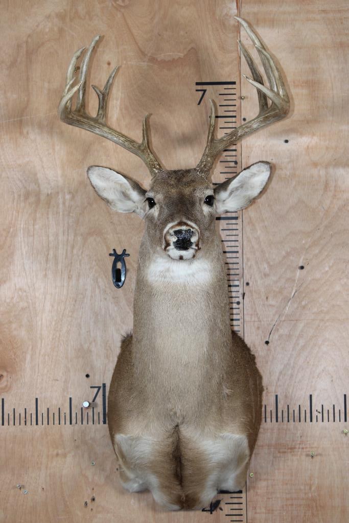 12-Point Typical WHITETAIL DEER Shoulder Mount: Nice 12-Point Typical WHITETAIL DEER Shoulder Mount. It has an 18 3/8" Spread and is in Good Condition. TAXIDERMY