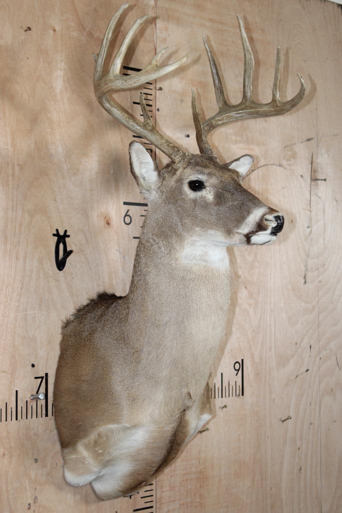 12-Point Typical WHITETAIL DEER Shoulder Mount - 2