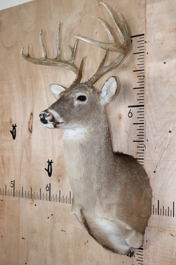12-Point Typical WHITETAIL DEER Shoulder Mount - 3