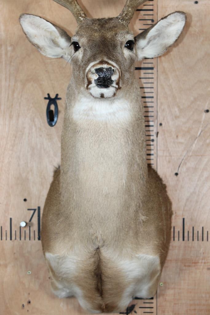 12-Point Typical WHITETAIL DEER Shoulder Mount - 5