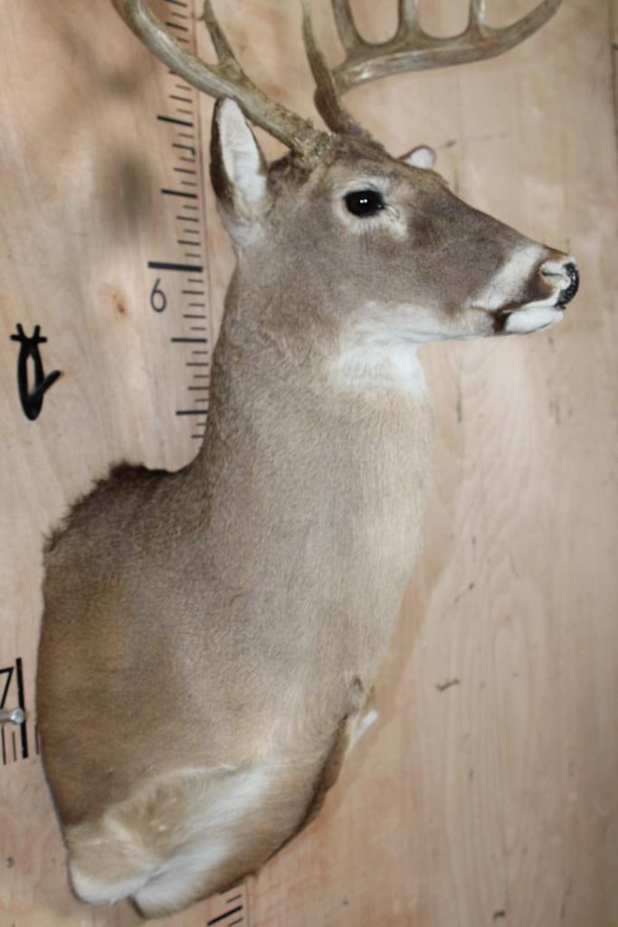 12-Point Typical WHITETAIL DEER Shoulder Mount - 6