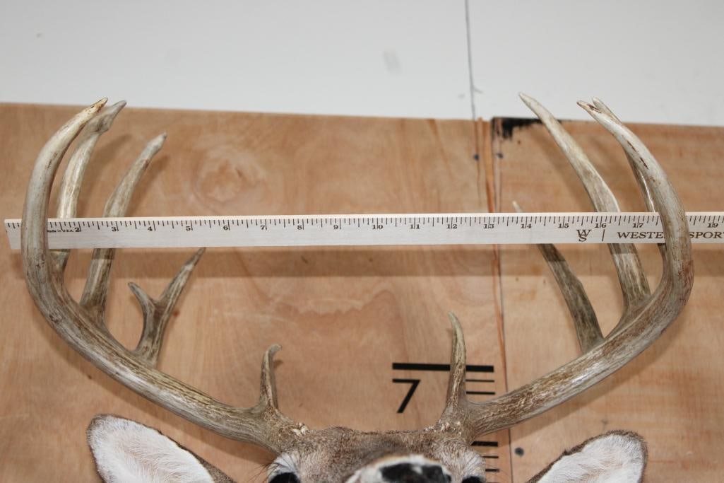 12-Point Typical WHITETAIL DEER Shoulder Mount - 7