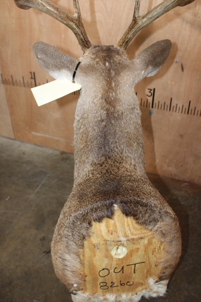 12-Point Typical WHITETAIL DEER Shoulder Mount - 8