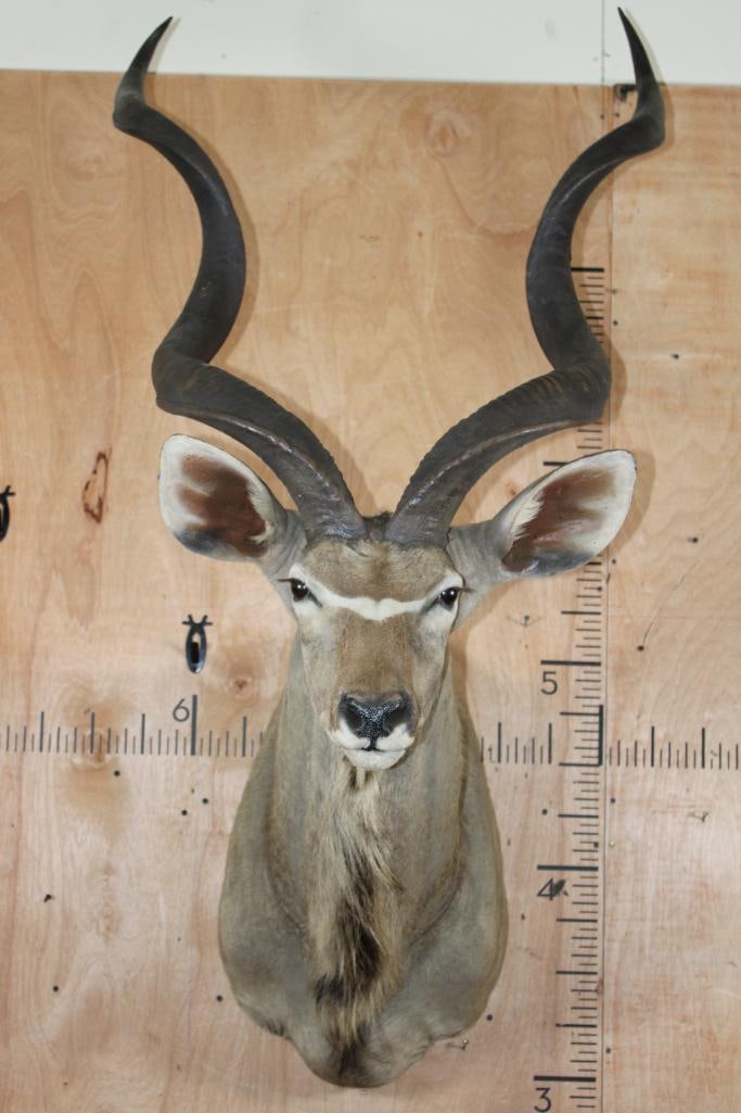 Big KUDU Shoulder Mount: Nice and Big KUDU Shoulder Mount. The Left and Right Horn each measure 51 1/8" around the Spiral Ridge. TAXIDERMY 