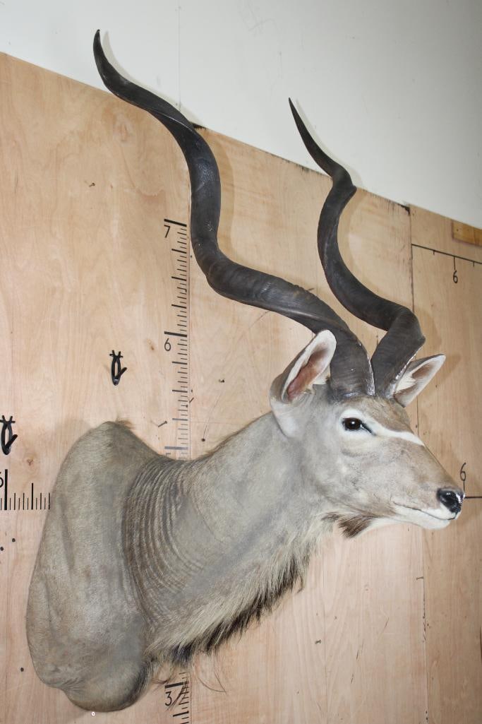 Big KUDU Shoulder Mount - 2