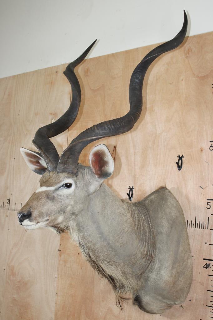 Big KUDU Shoulder Mount - 3