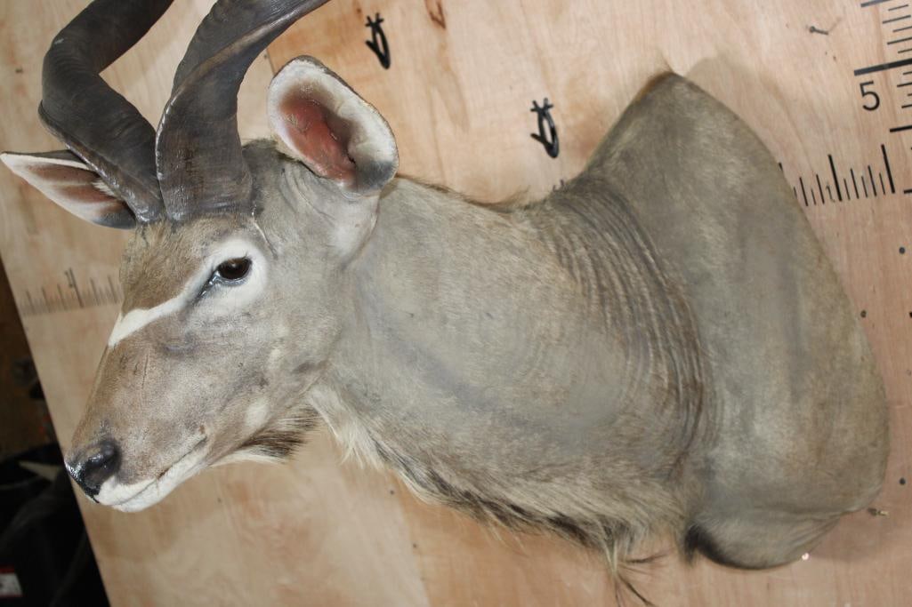 Big KUDU Shoulder Mount - 4