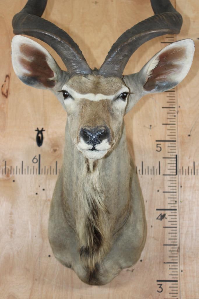 Big KUDU Shoulder Mount - 5