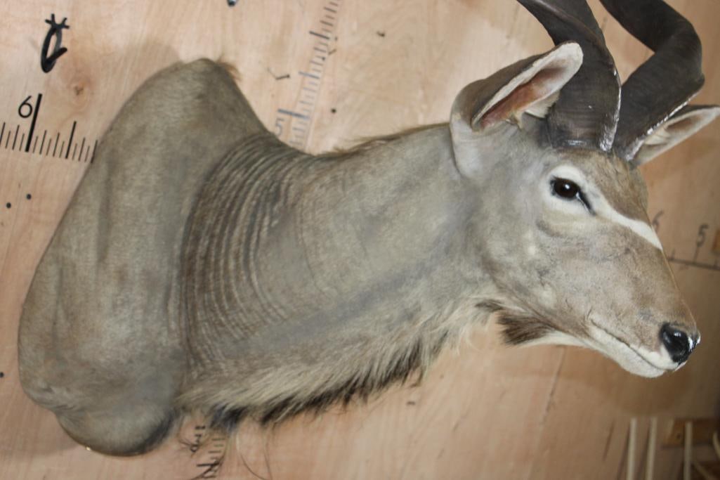 Big KUDU Shoulder Mount - 6