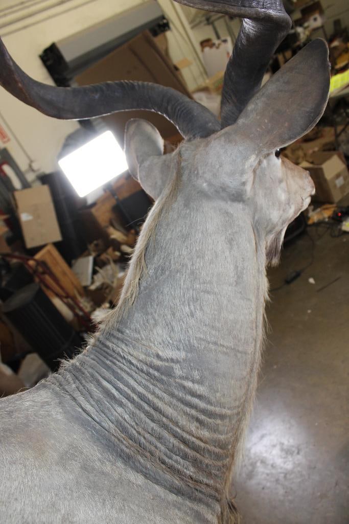 Big KUDU Shoulder Mount - 7