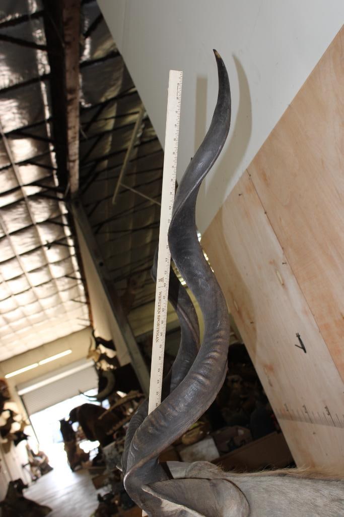 Big KUDU Shoulder Mount - 8