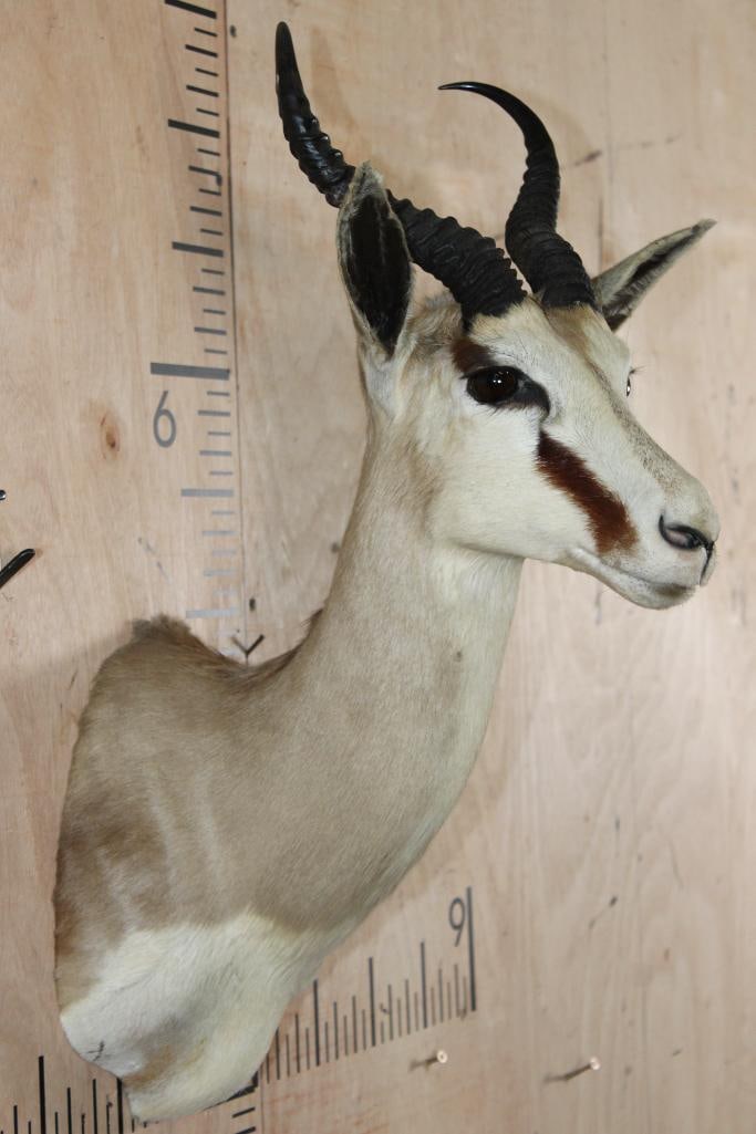 SCIMBOK Shoulder Mount (Cross between a Gemsbok and Scimitar Horned Oryx) - 12