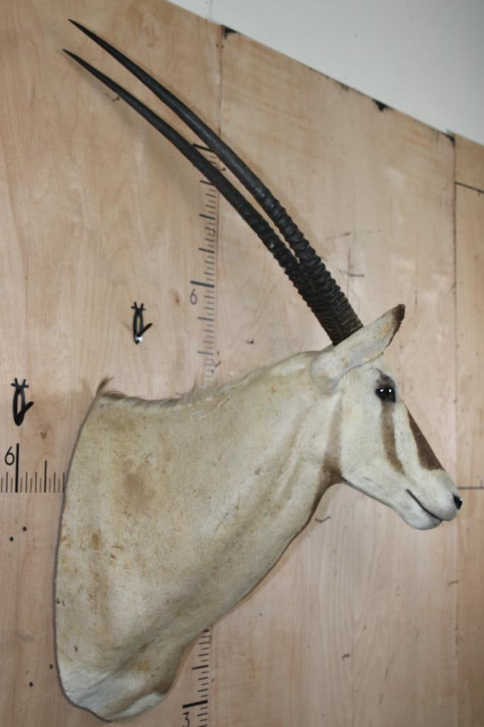 SCIMBOK Shoulder Mount (Cross between a Gemsbok and Scimitar Horned Oryx) - 3