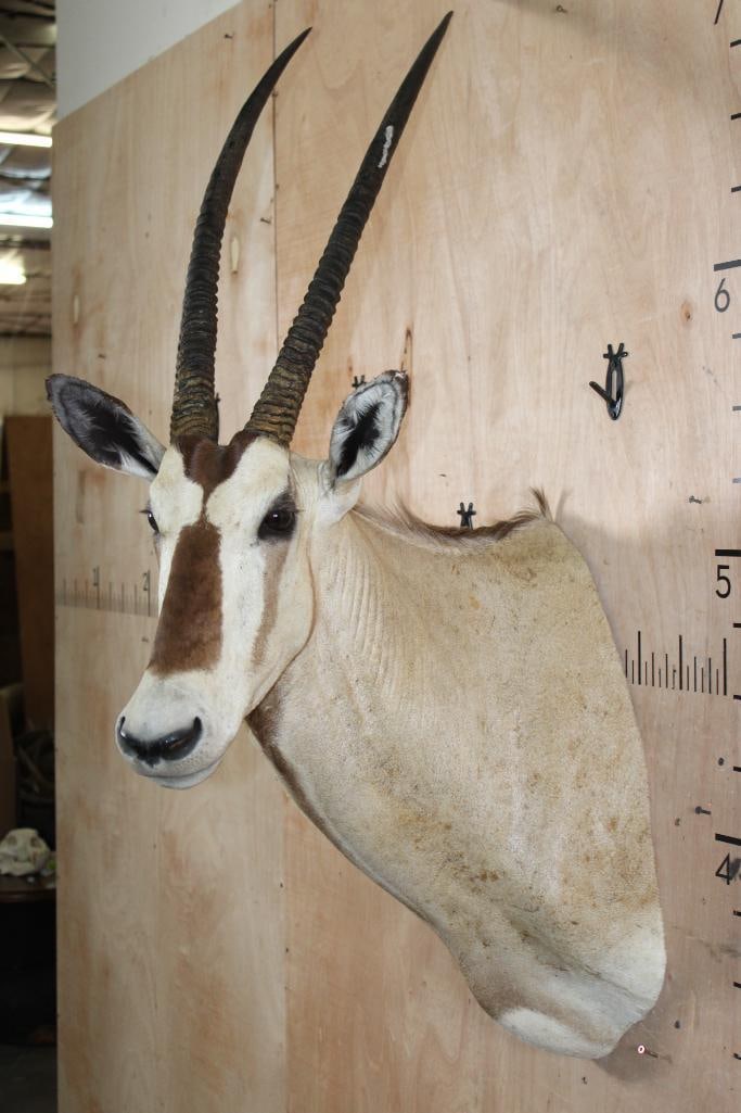 SCIMBOK Shoulder Mount (Cross between a Gemsbok and Scimitar Horned Oryx) - 4