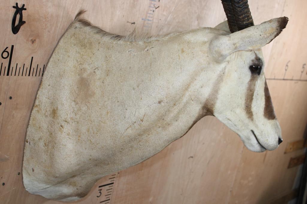 SCIMBOK Shoulder Mount (Cross between a Gemsbok and Scimitar Horned Oryx) - 6