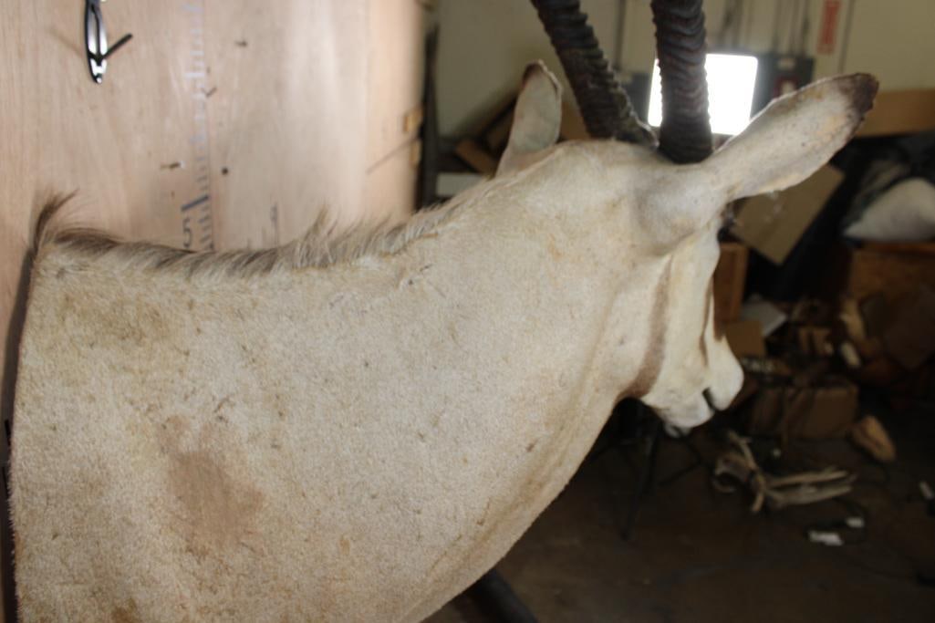 SCIMBOK Shoulder Mount (Cross between a Gemsbok and Scimitar Horned Oryx) - 7