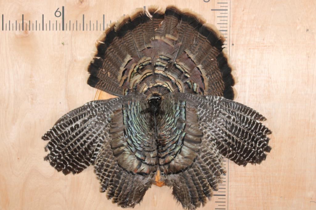 TURKEY Tail, Wings, and Beard on a Wooden Plaque: TURKEY Tail, Wings, and Beard on a Wooden Plaque. TAXIDERMY BIRDS 