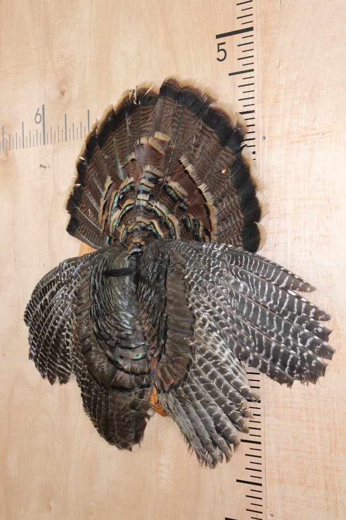 TURKEY Tail, Wings, and Beard on a Wooden Plaque - 2