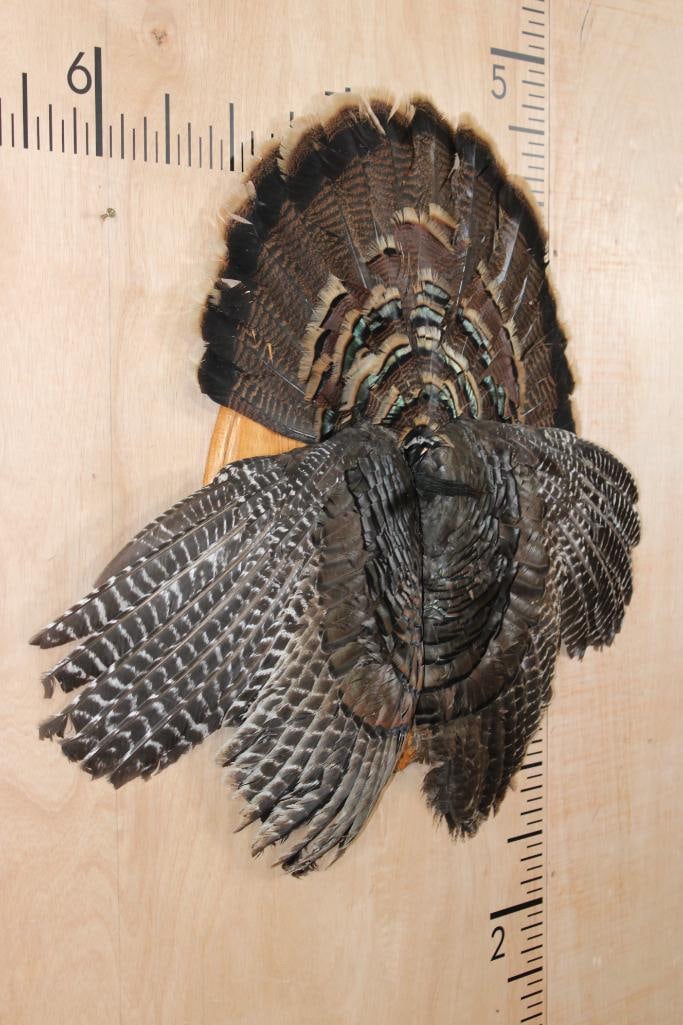 TURKEY Tail, Wings, and Beard on a Wooden Plaque - 3