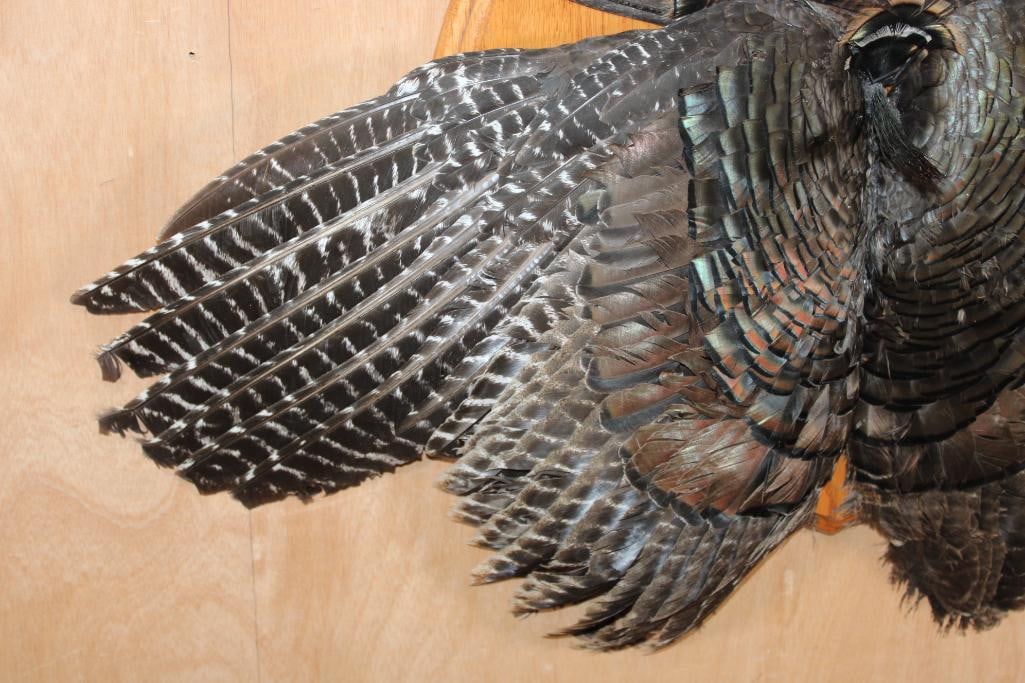 TURKEY Tail, Wings, and Beard on a Wooden Plaque - 4
