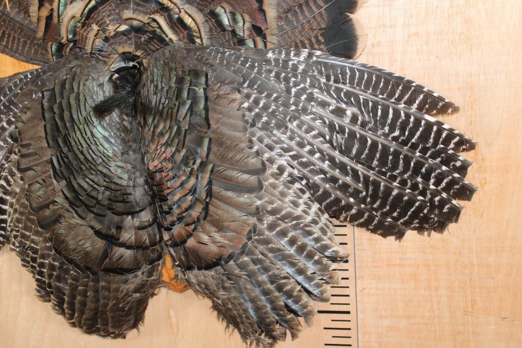 TURKEY Tail, Wings, and Beard on a Wooden Plaque - 5