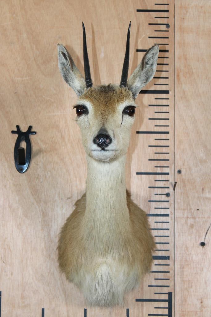 ORIBI Shoulder Mount: ORIBI Shoulder Mount. The Left Horn measures 4.5" Long and the Right Horn measures 4 3/8" Long. It is in Good Condition. The Oribi is a small, slender African antelope that inhabits grasslands and
