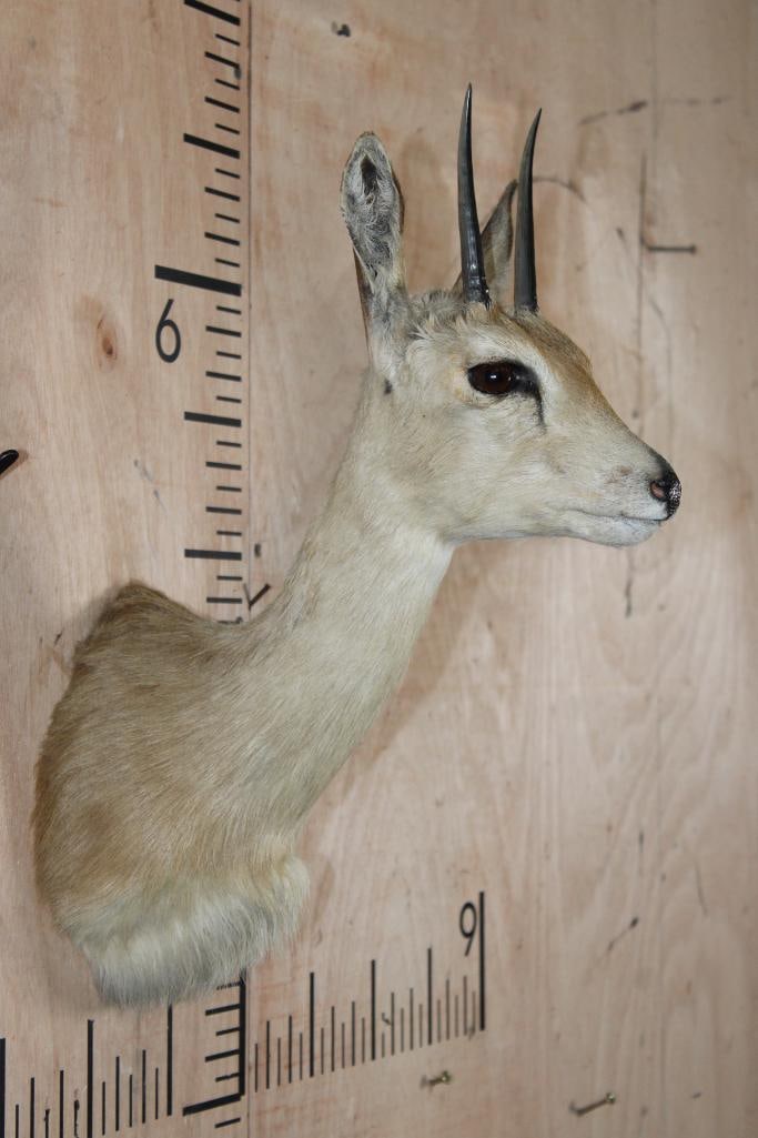 ORIBI Shoulder Mount - 2