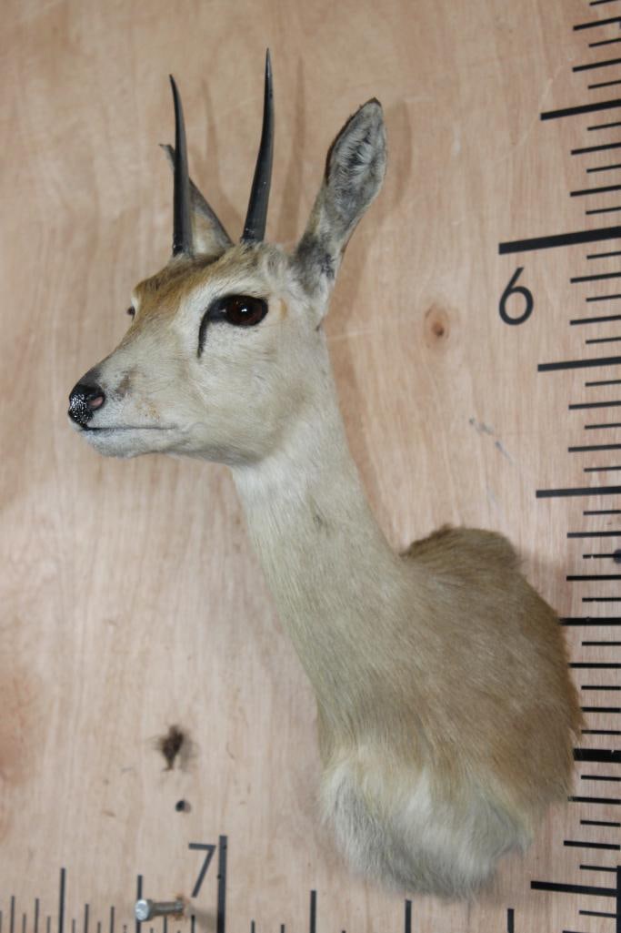 ORIBI Shoulder Mount - 3