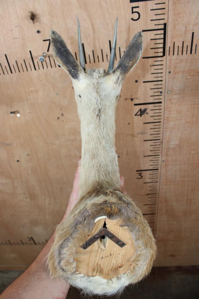 ORIBI Shoulder Mount - 5