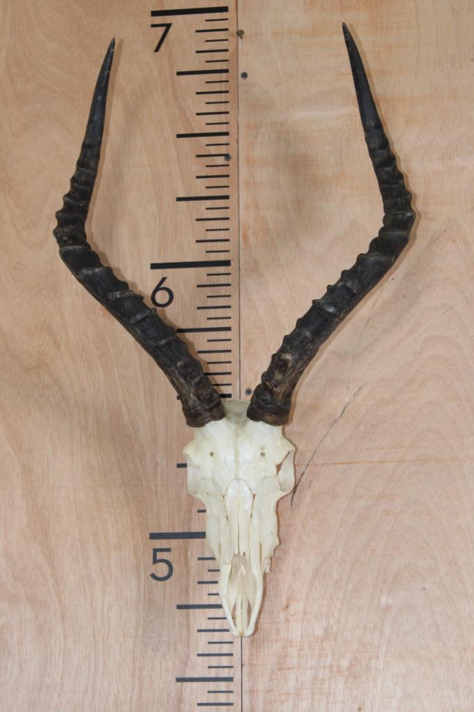 IMPALA Skull with a Wall Hanger: Very Nice IMPALA Skull with a Wall Hanger. The Left Horn measures 21.25" Long and the Right Horn measures 20.75" Long. TAXIDERMY 
