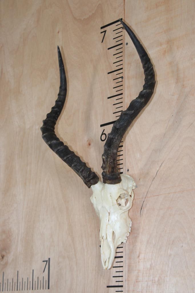 IMPALA Skull with a Wall Hanger - 2