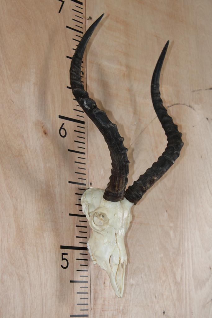 IMPALA Skull with a Wall Hanger - 3