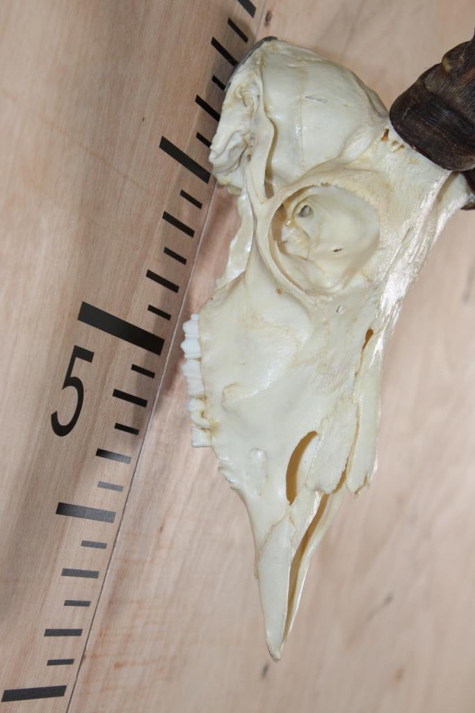IMPALA Skull with a Wall Hanger - 4