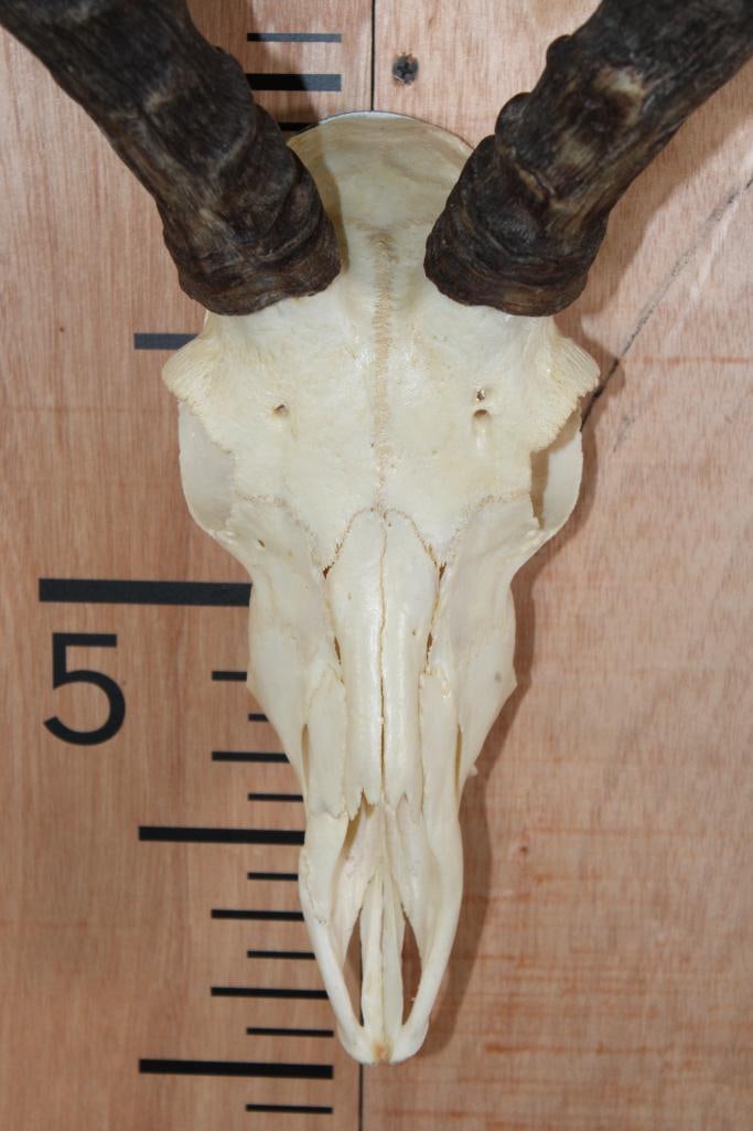 IMPALA Skull with a Wall Hanger - 5