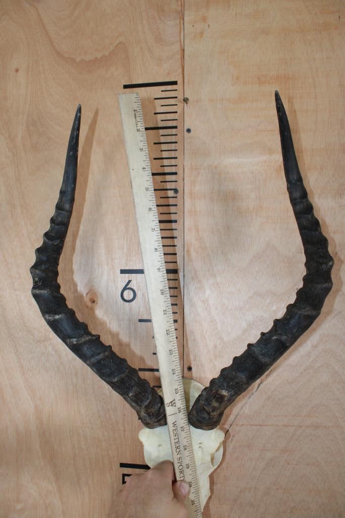 IMPALA Skull with a Wall Hanger - 7