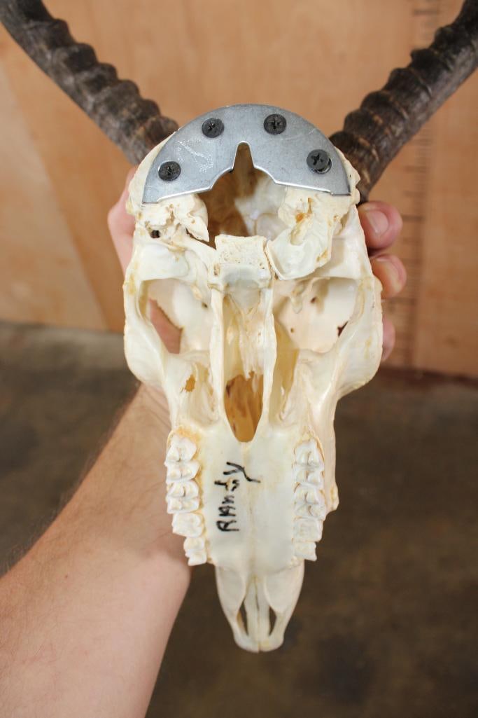 IMPALA Skull with a Wall Hanger - 8