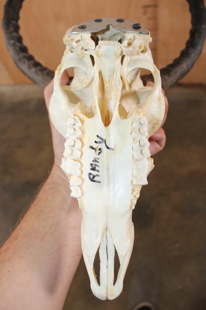 IMPALA Skull with a Wall Hanger - 9