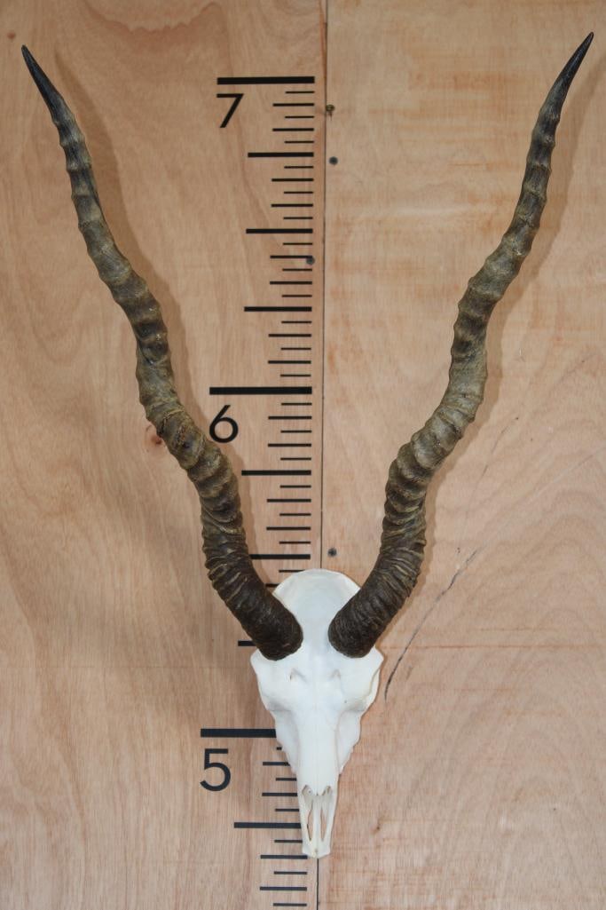 BLACKBUCK Skull: Very Nice BLACKBUCK Skull. It has 21" Long Horns and All Teeth except 1. TAXIDERMY SKULLS 