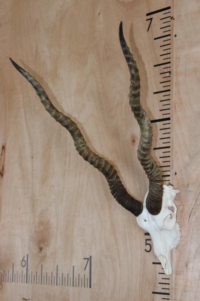 BLACKBUCK Skull - 2