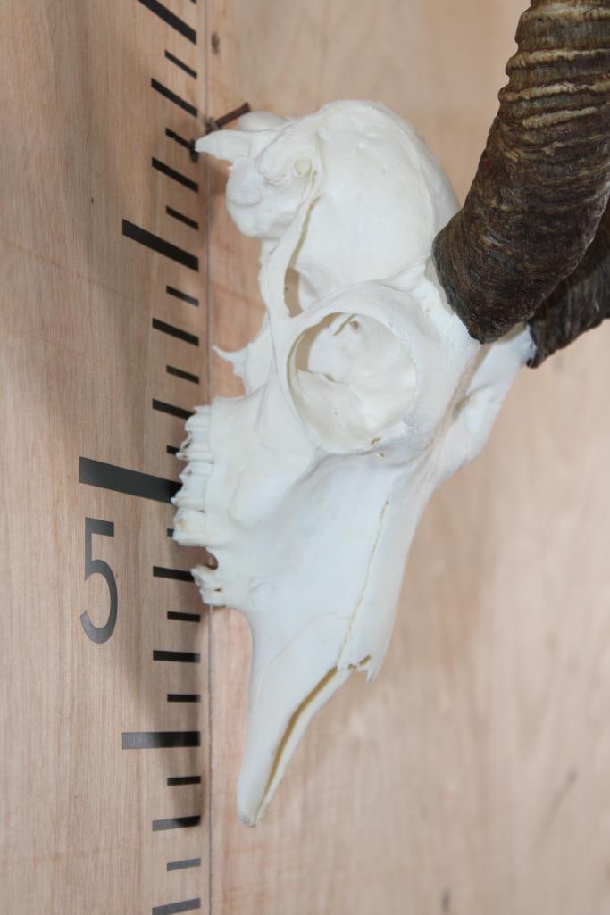 BLACKBUCK Skull - 4