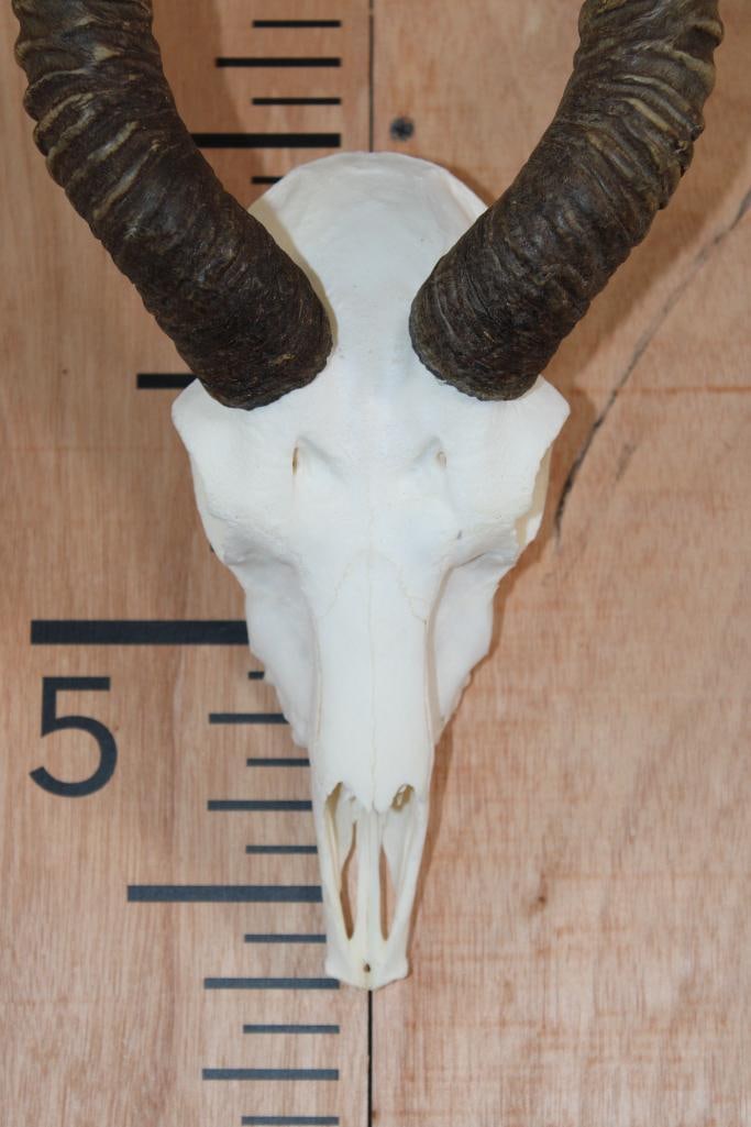 BLACKBUCK Skull - 5