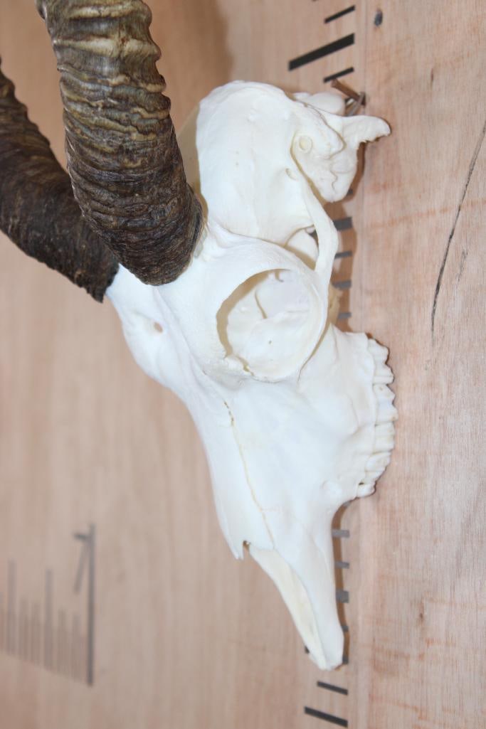 BLACKBUCK Skull - 6