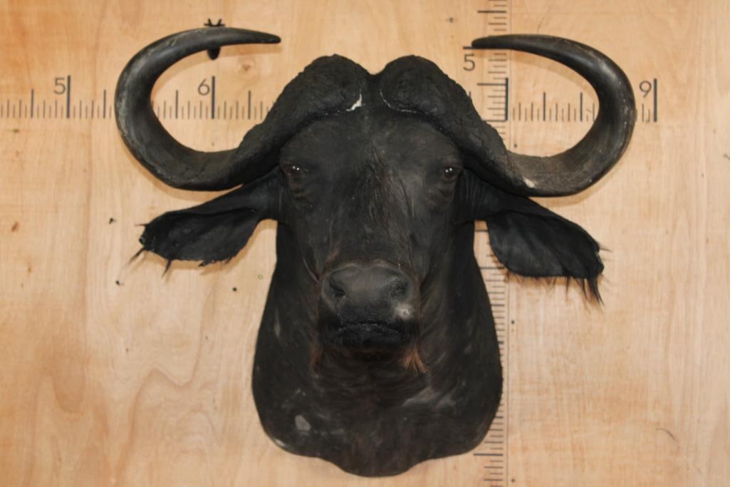 CAPE BUFFALO Shoulder Mount: CAPE BUFFALO Shoulder Mount with a 36" Spread. This is an older mount with some blemishes. It is in Fair Condition. TAXIDERMY 