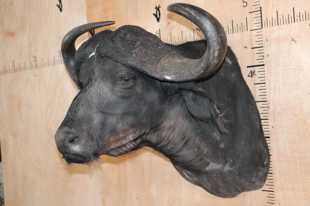 CAPE BUFFALO Shoulder Mount - 2