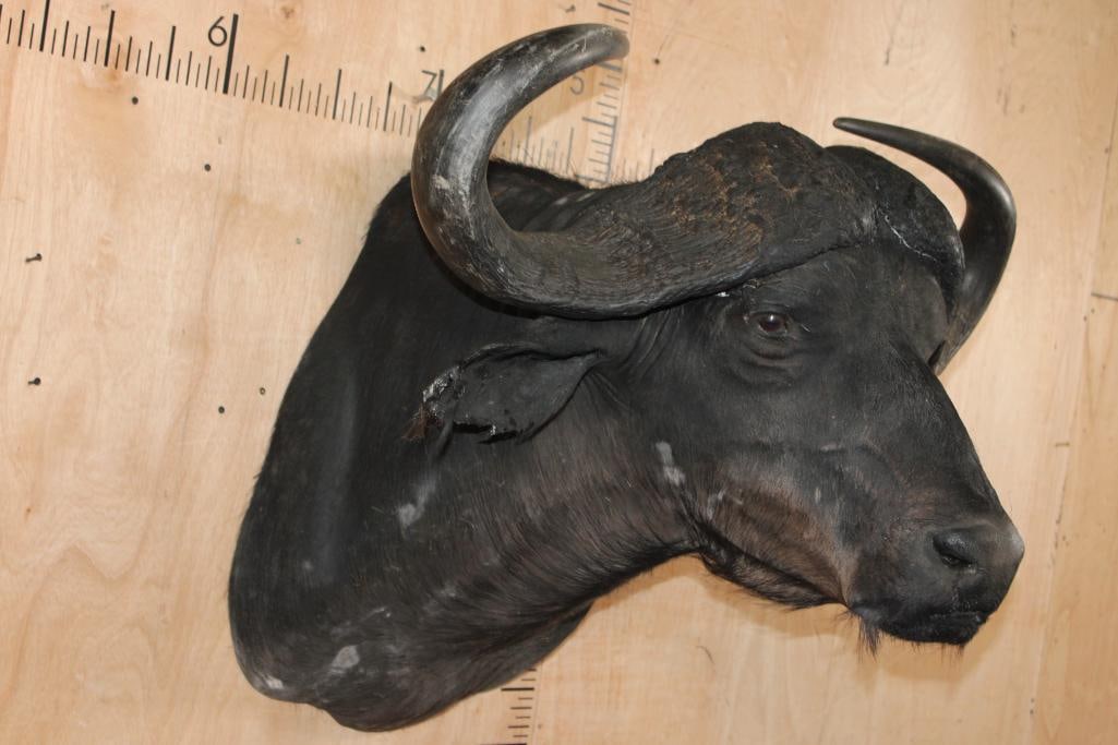 CAPE BUFFALO Shoulder Mount - 3