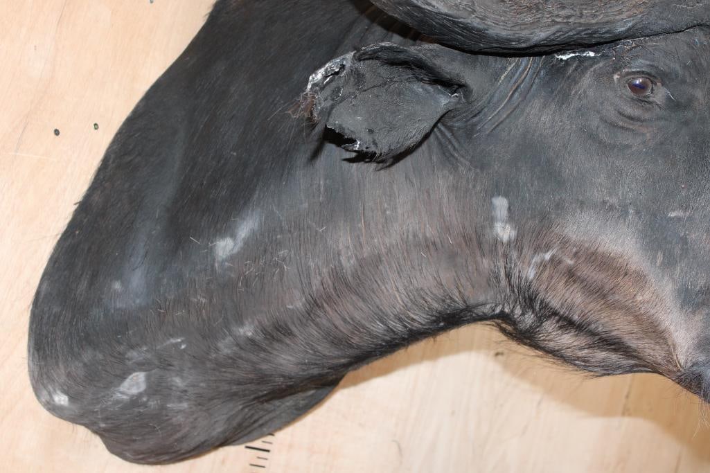 CAPE BUFFALO Shoulder Mount - 4