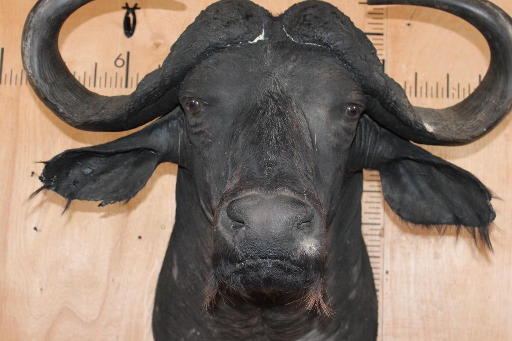 CAPE BUFFALO Shoulder Mount - 5