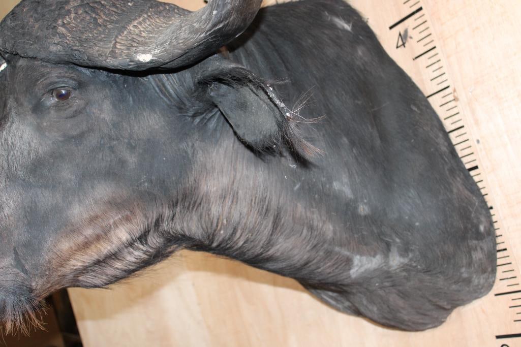 CAPE BUFFALO Shoulder Mount - 6